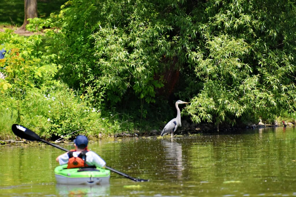 A Great Blue Heron stands in the water, with a kayaker in the foreground.