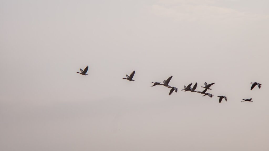 Flock of birds flying together in the sky during migration