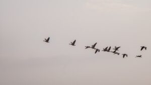 Flock of birds flying together in the sky during migration