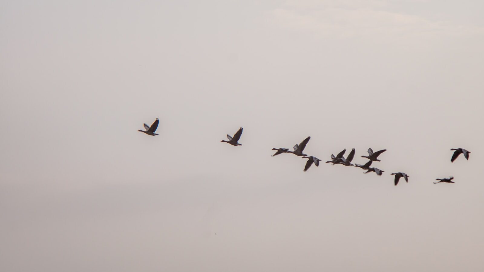 Flock of birds flying together in the sky during migration