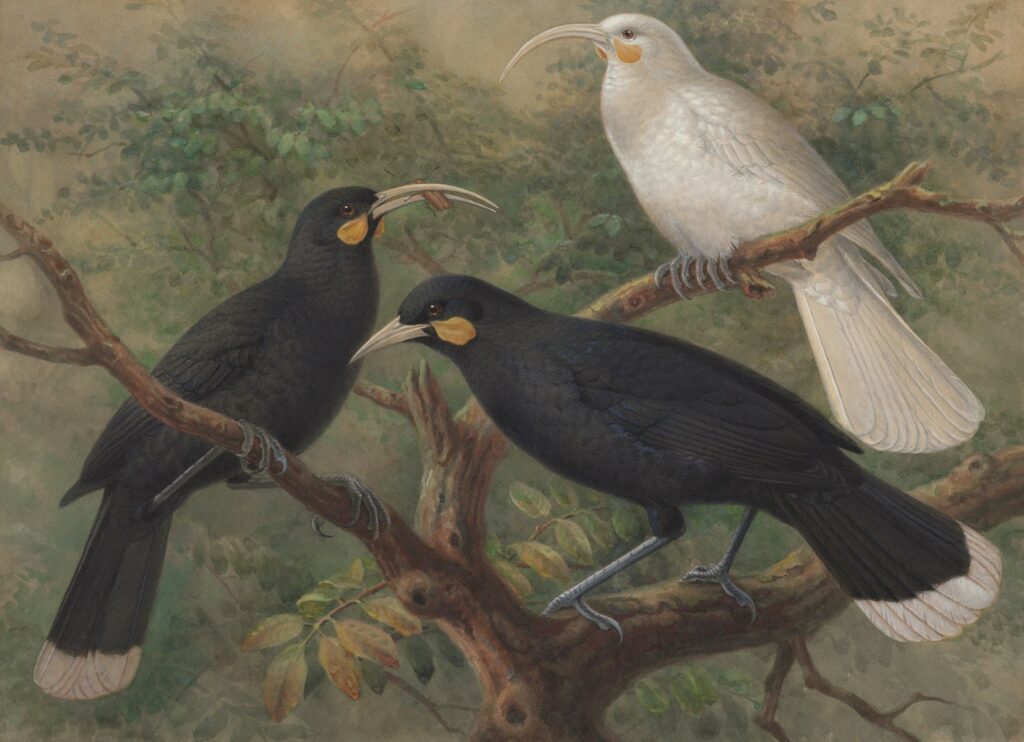 A painting shows three Huia birds perched on branches.