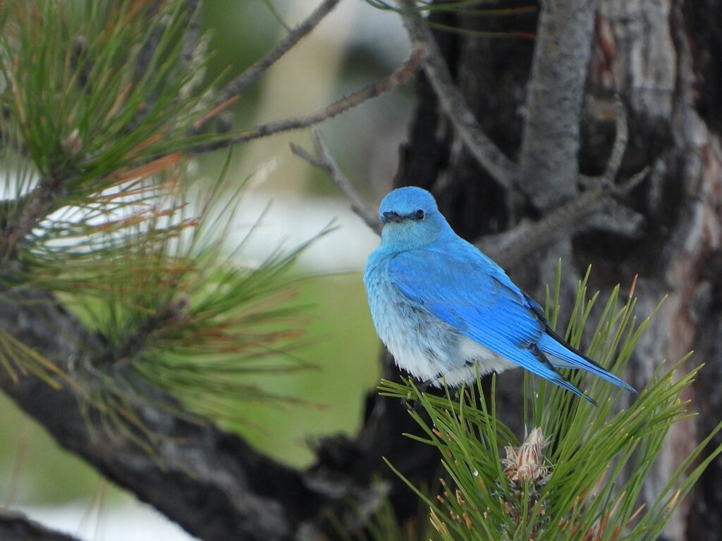 A Mountain Bluebird perches on a pine branch.