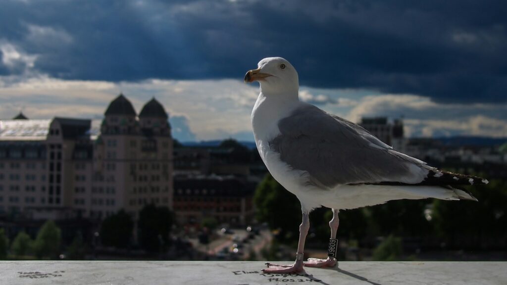 A seagull standing on a ledge with a city in the background