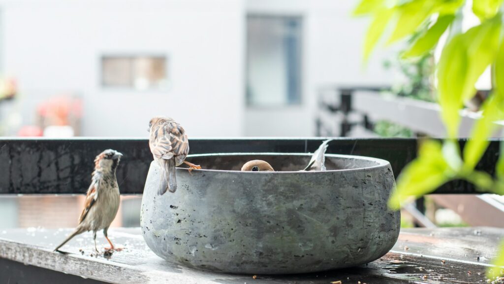 Brown birds feeding from a bowl on a balcony with plants