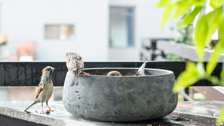 Brown birds feeding from a bowl on a balcony with plants