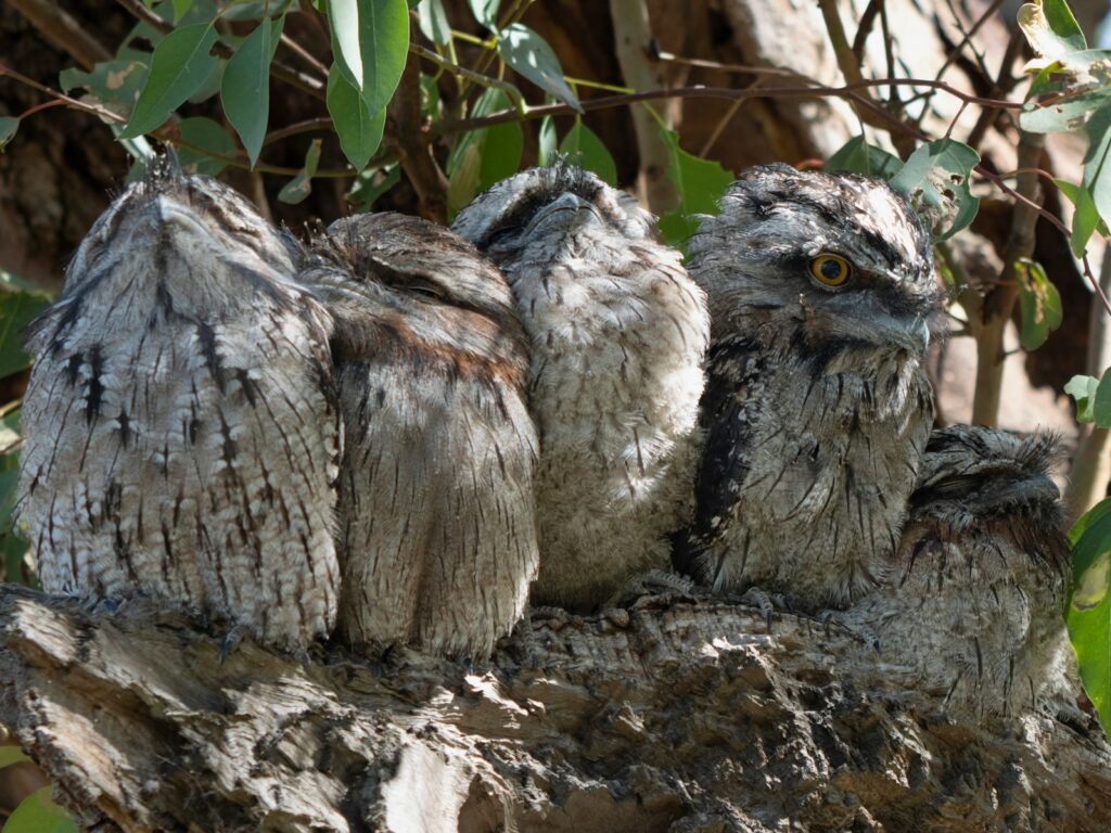 A tawny frogmouth with patterned feathers rests camouflaged against a tree trunk.