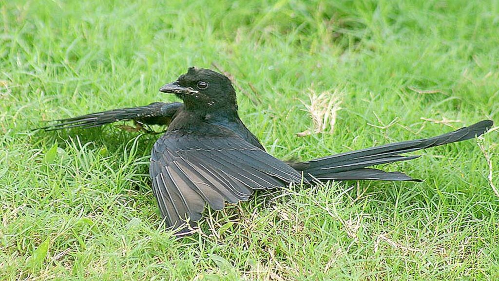 A Black Drongo Anting