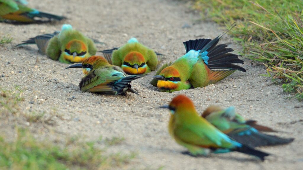 Rainbow Bee-eater birds taking a dust bath