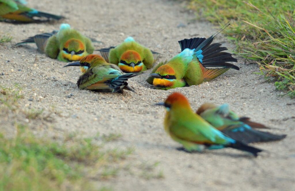 A group of colorful Rainbow Bee-eaters resting on the ground.