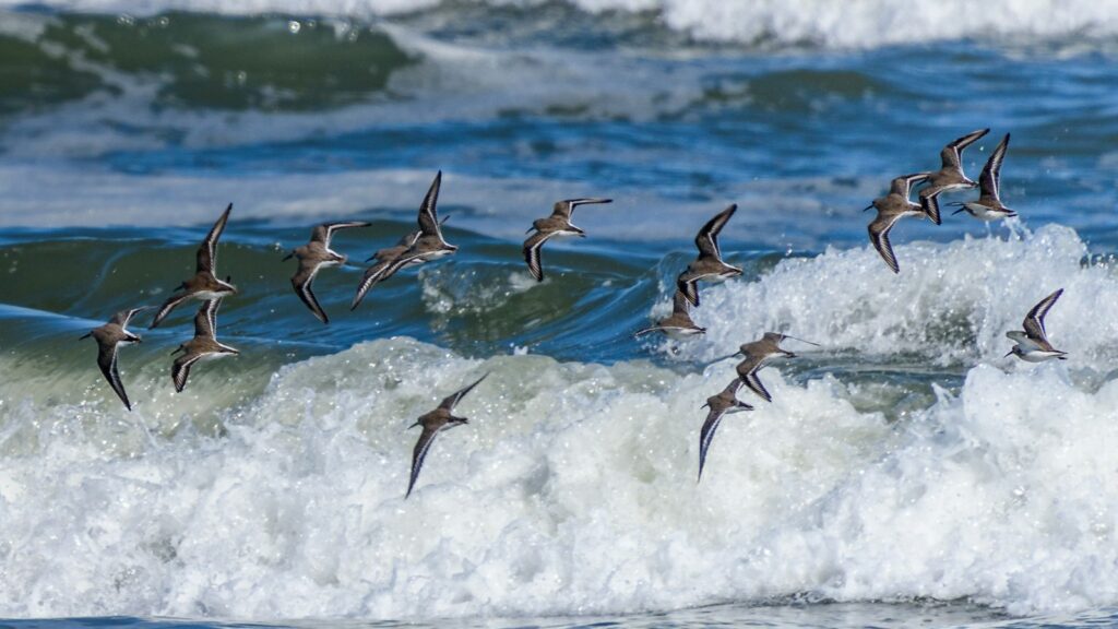 flock of birds soaring above a crashing wave in the open sea