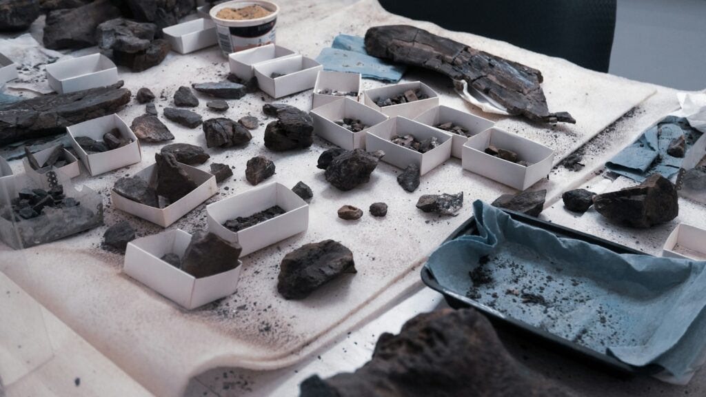 Fossils displayed on top of a table in a museum or study setting