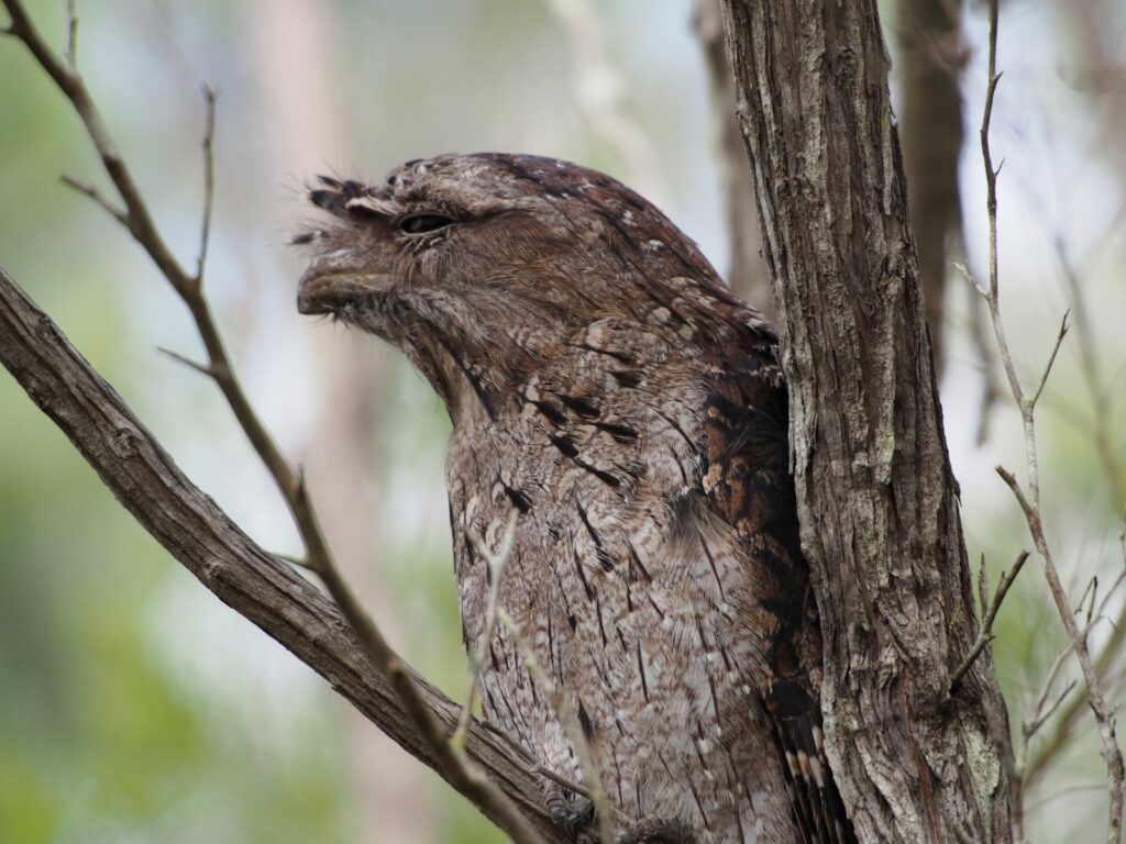 A tawny frogmouth with patterned feathers blends seamlessly with tree branches.