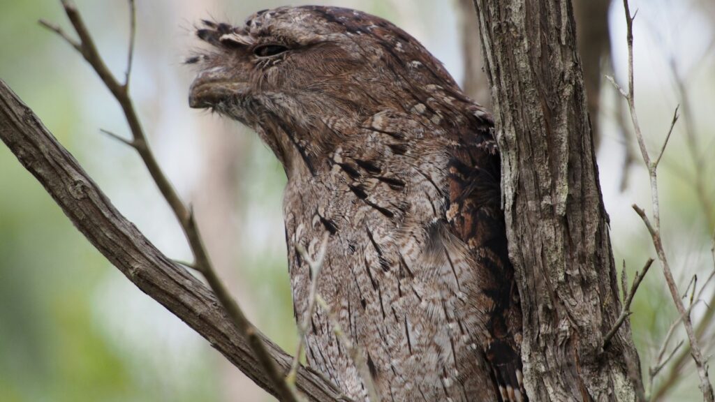 A tawny frogmouth with patterned feathers blends seamlessly with tree branches.