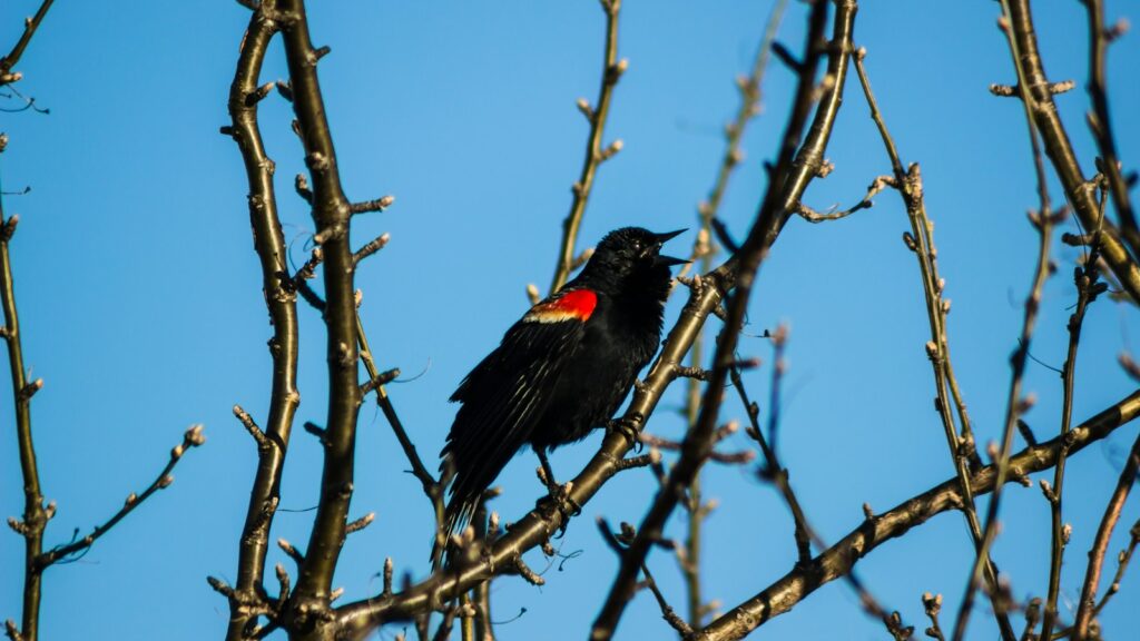 Red-winged Blackbird perched on a stem vocalizing