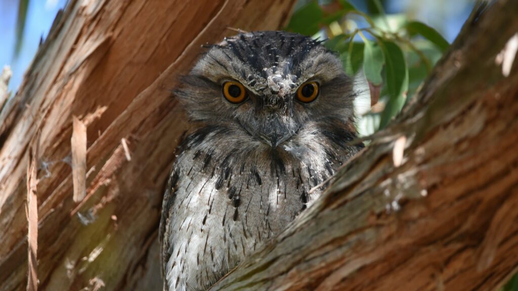 Tawny Frogmouth perched between two tree trunks