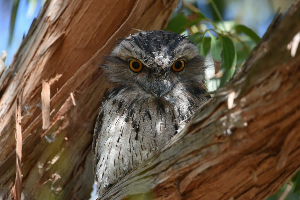A tawny frogmouth with orange eyes looks out from between tree branches.