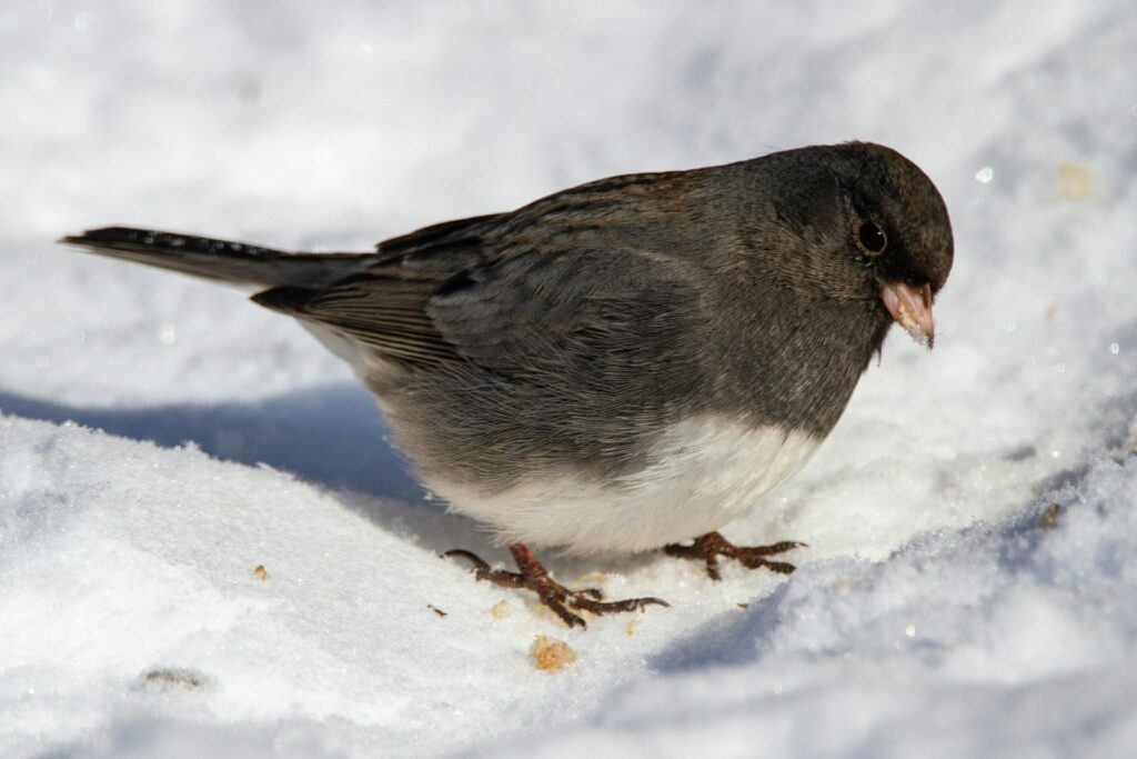 A Dark-eyed Junco stands on a patch of snow.
