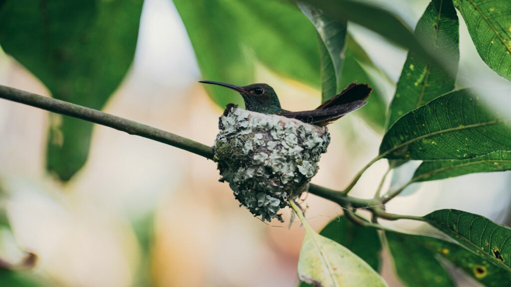 A hummingbird sits nestled in a tiny nest on a branch surrounded by green leaves.