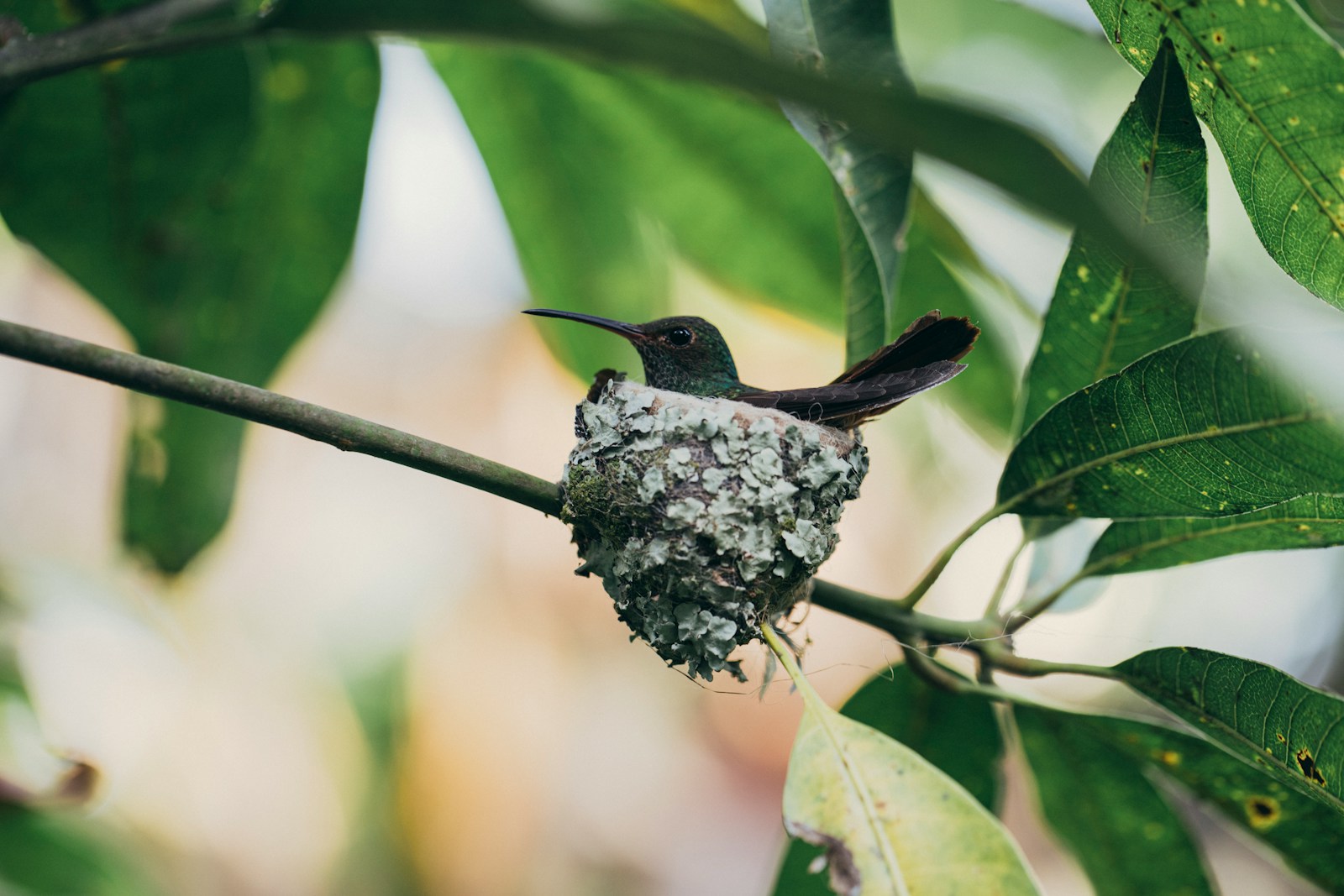 A Rufous-tailed Emerald Hummingbird sits in its nest.