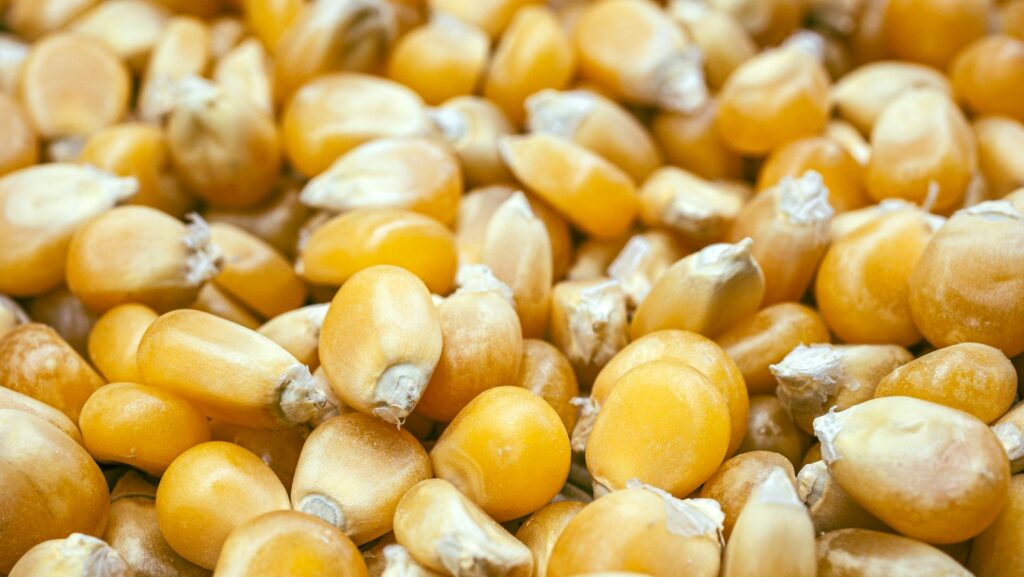 Close-up of yellow corn seeds