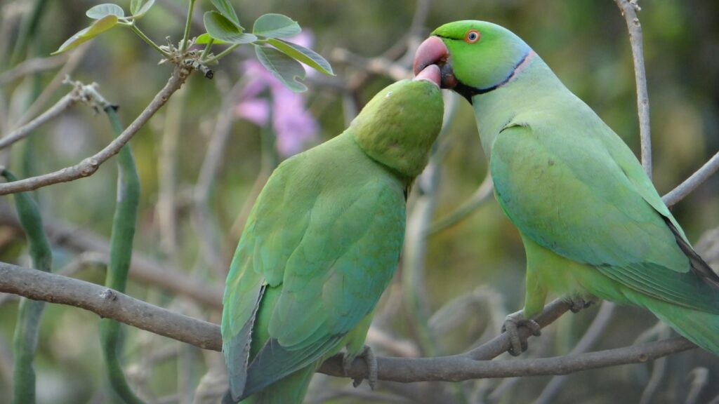 Pair of rose-ringed parakeets perched together