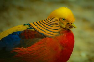 A Golden Pheasant with vibrant plumage.