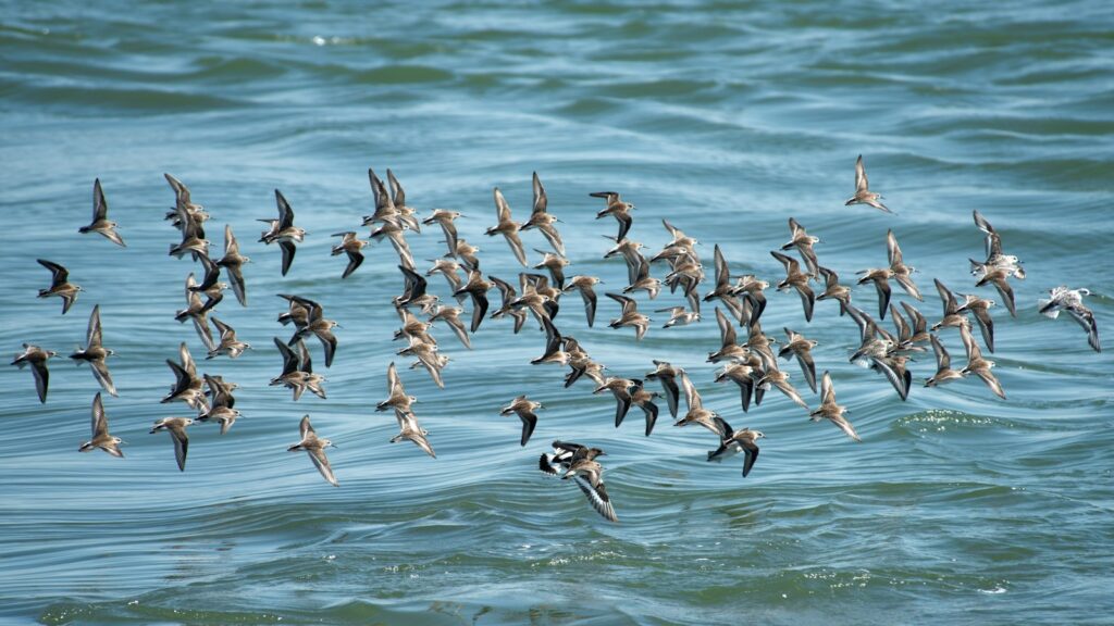 Flock of small brown birds flying low over water during migration.