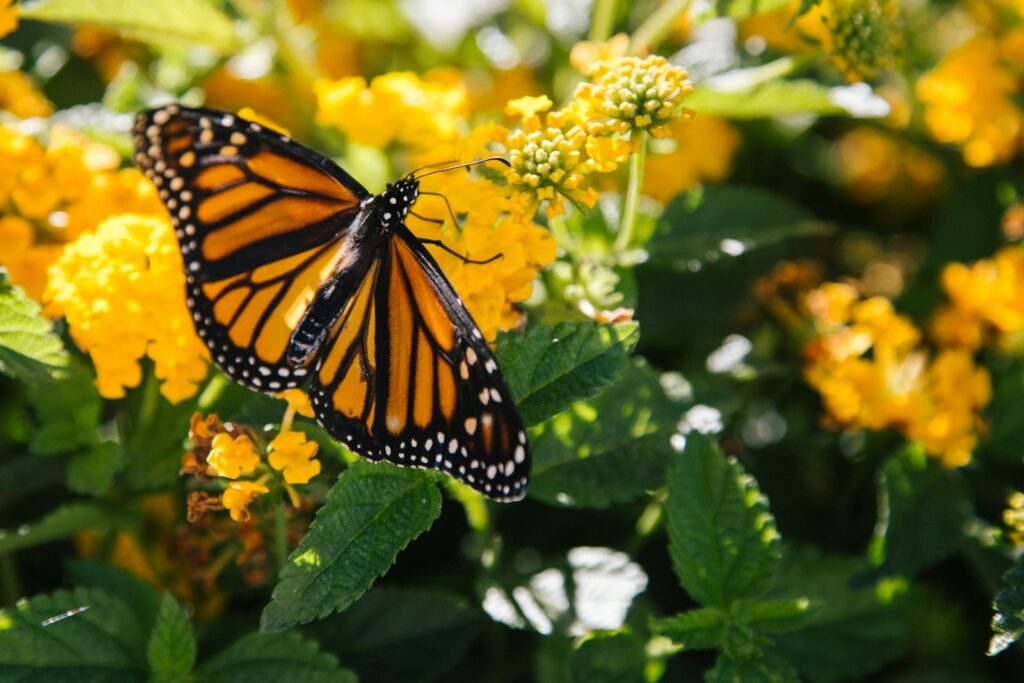 A Monarch butterfly rests on a yellow flower.