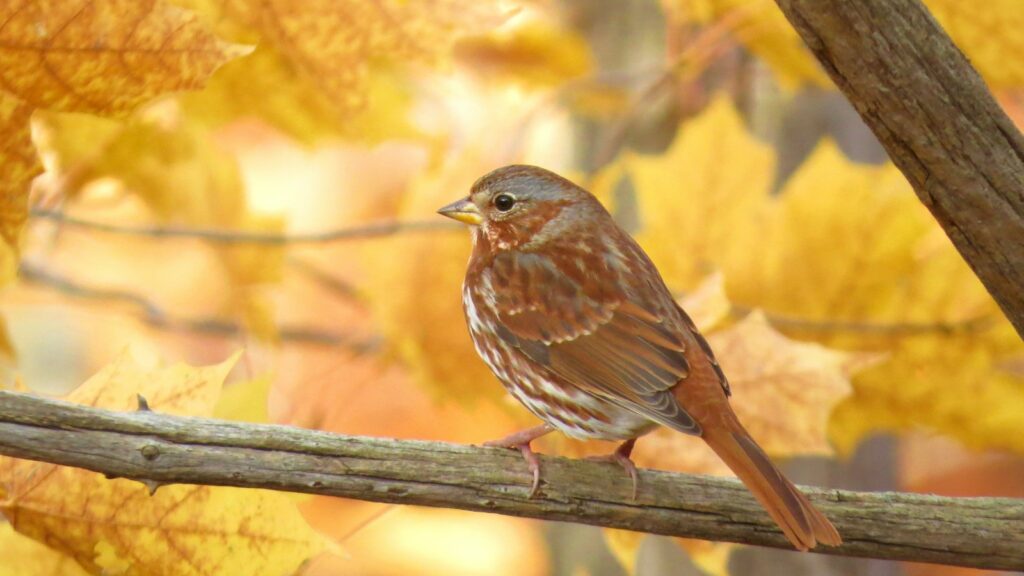 brown bird perched on brown tree branch with orange leaves during autumn daytime