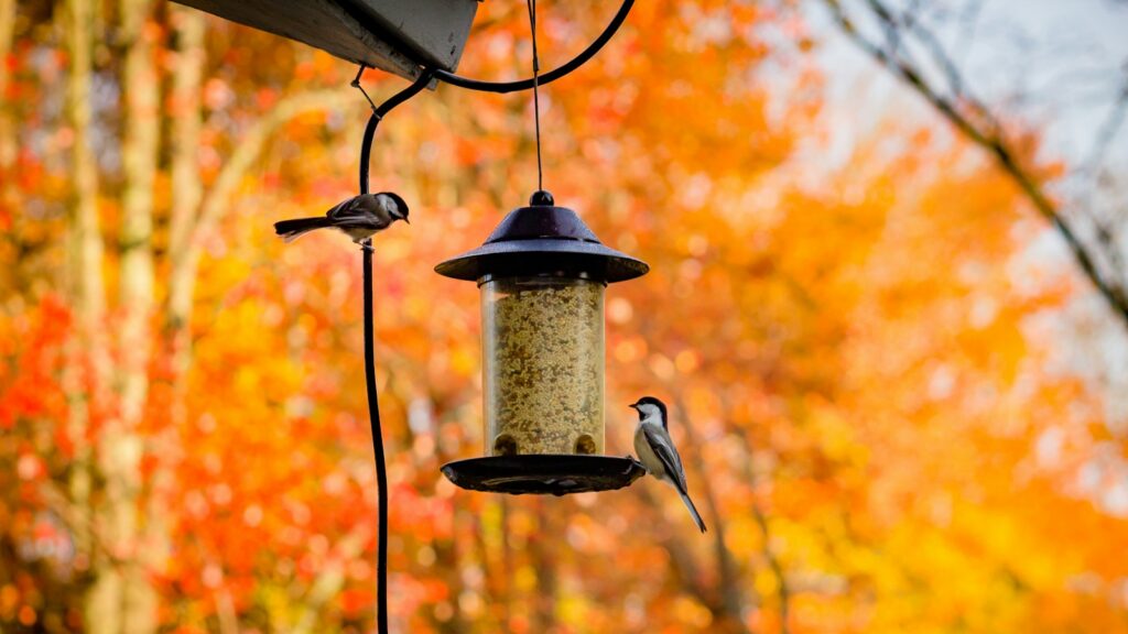 Two Birds perched on a hanging feeder with vibrant autumn leaves behind
