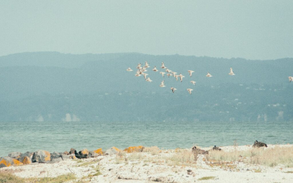 A group of birds in flight soar above water with a misty land horizon.