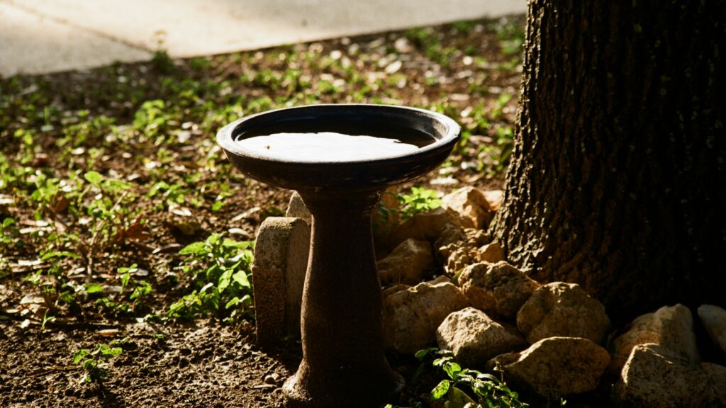 birdbath beside a large tree