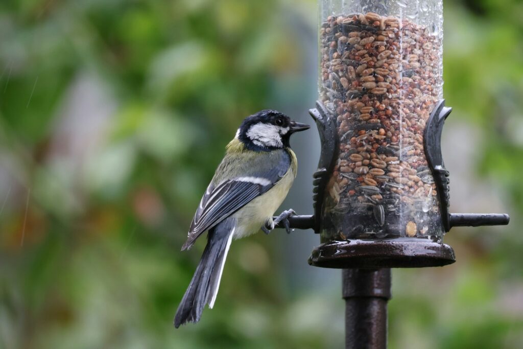 A Great tit perches on a feeder, its black head and yellow chest are clearly visible.