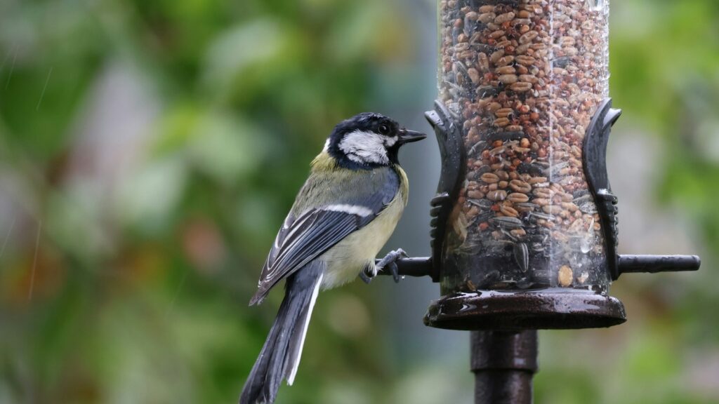 A Great tit perches on a feeder, its black head and yellow chest are clearly visible.