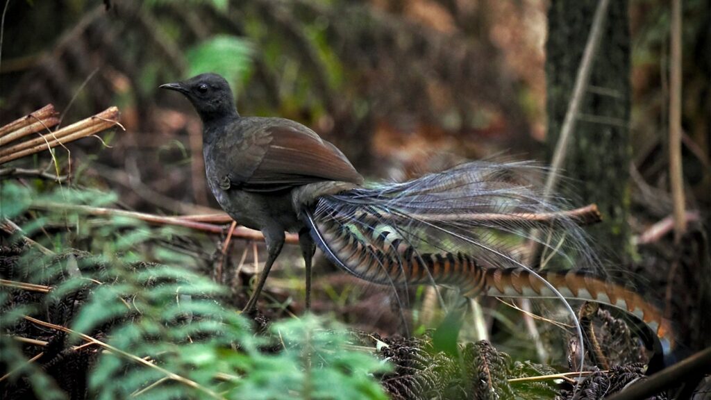 Lyrebird standing on the forest floor, surrounded by trees and undergrowth