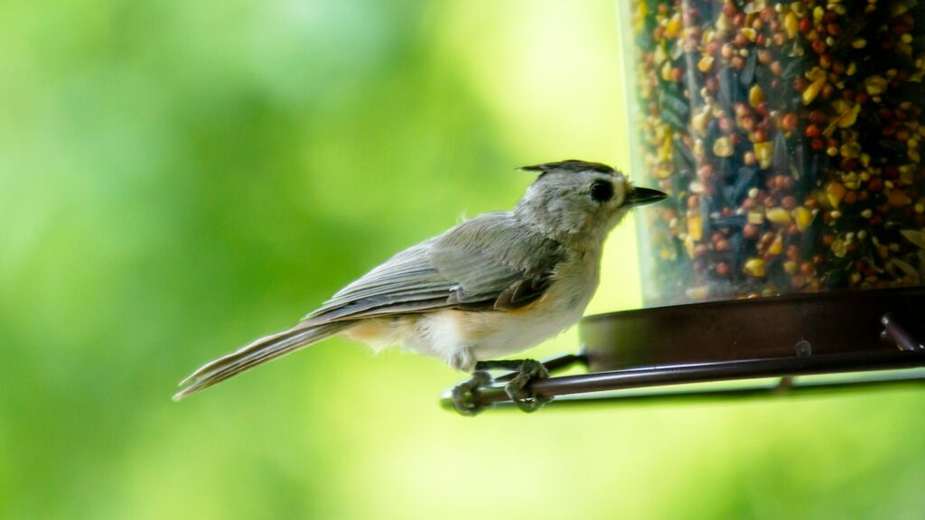 Tufted titmouse hanging on the side of a bird feeder