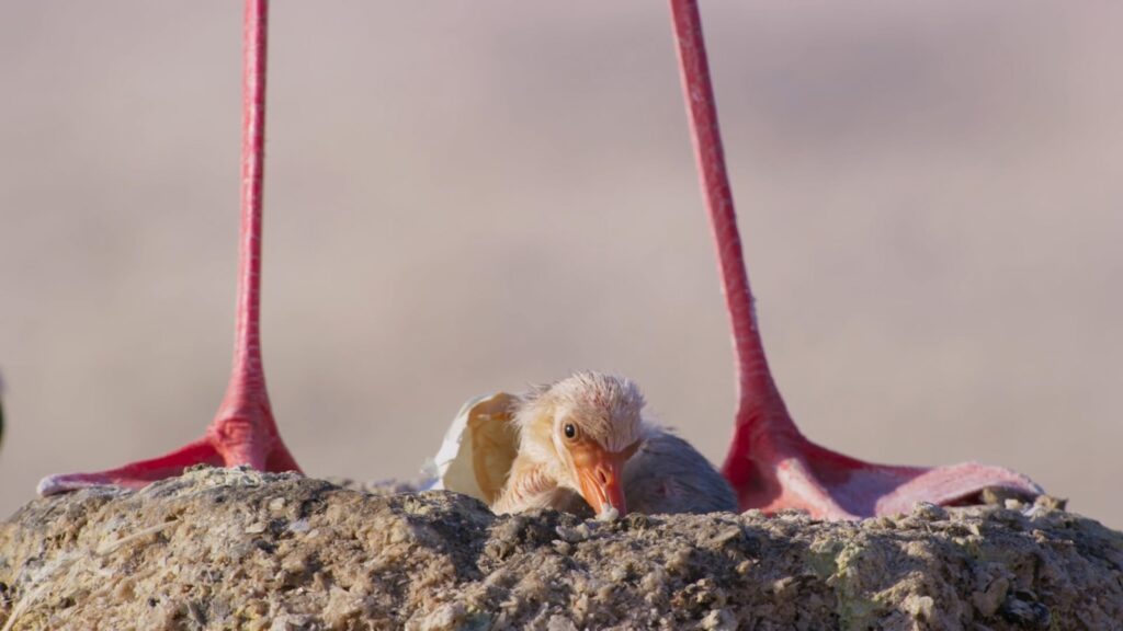 Flamingo mother standing above its chick