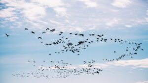 Flock of birds flying under white clouds during daytime.