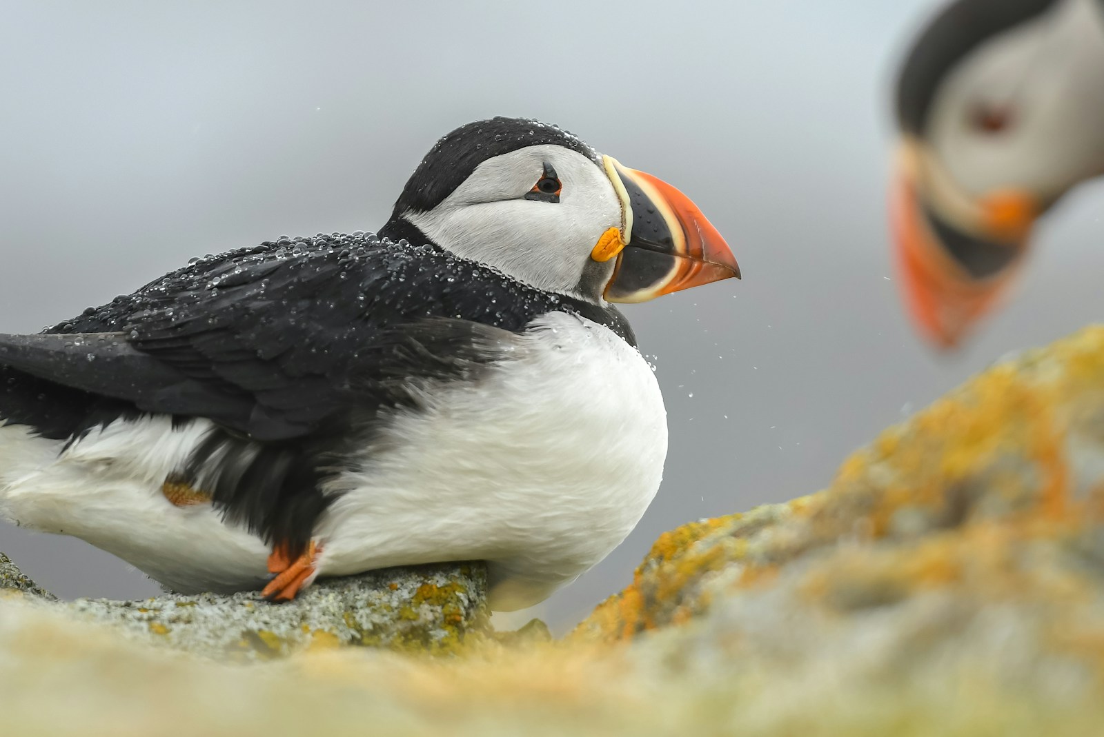 The Bird With Feathers That Glow Under UV Light - bird-life.com