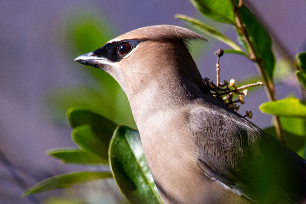A Cedar Waxwing with soft brown, yellow, and black markings.