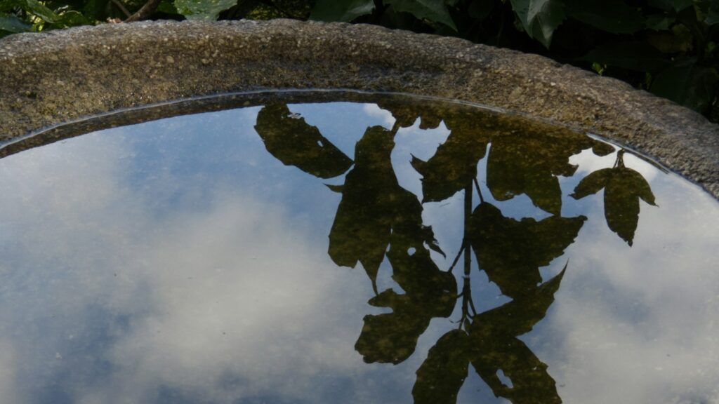 Empty bird bath in a garden setting, waiting to attract birds with fresh water
