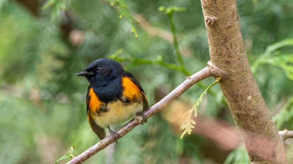 American Redstart perched on a tree branch