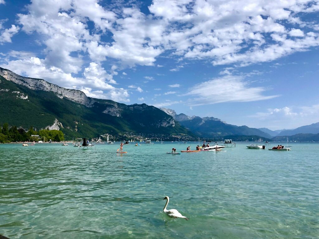 A swan swims in a clear, blue lake.