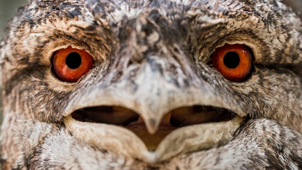 Close-up of a frogmouth bird with its beak slightly open