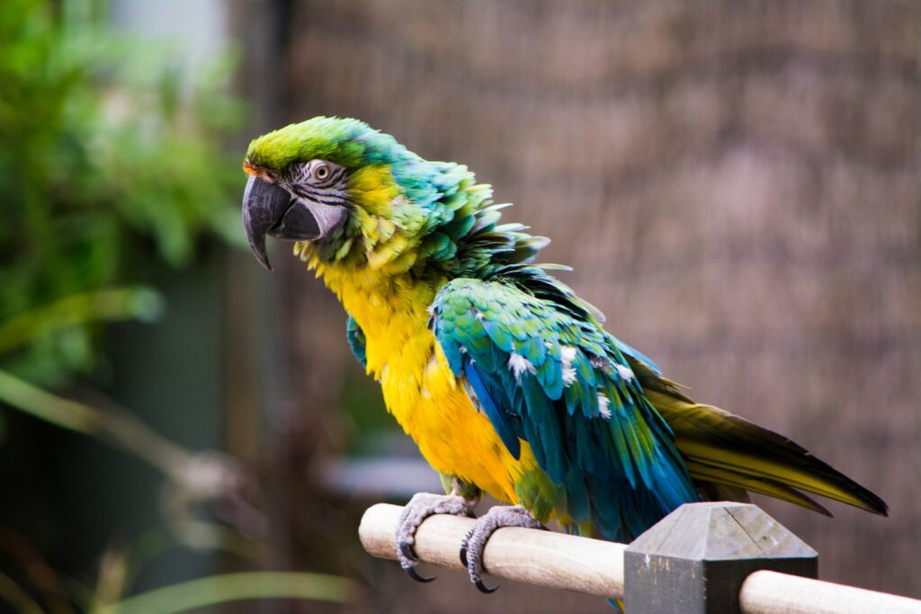 A Blue-and-yellow macaw perches on wood.