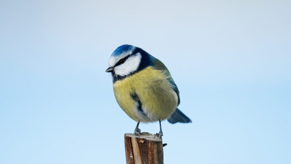 A Eurasian blue tit perched on a wooden stump.