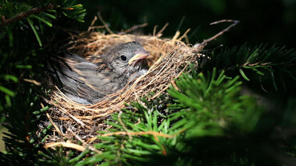 Nestling black bird in cozy nest surrounded by foliage