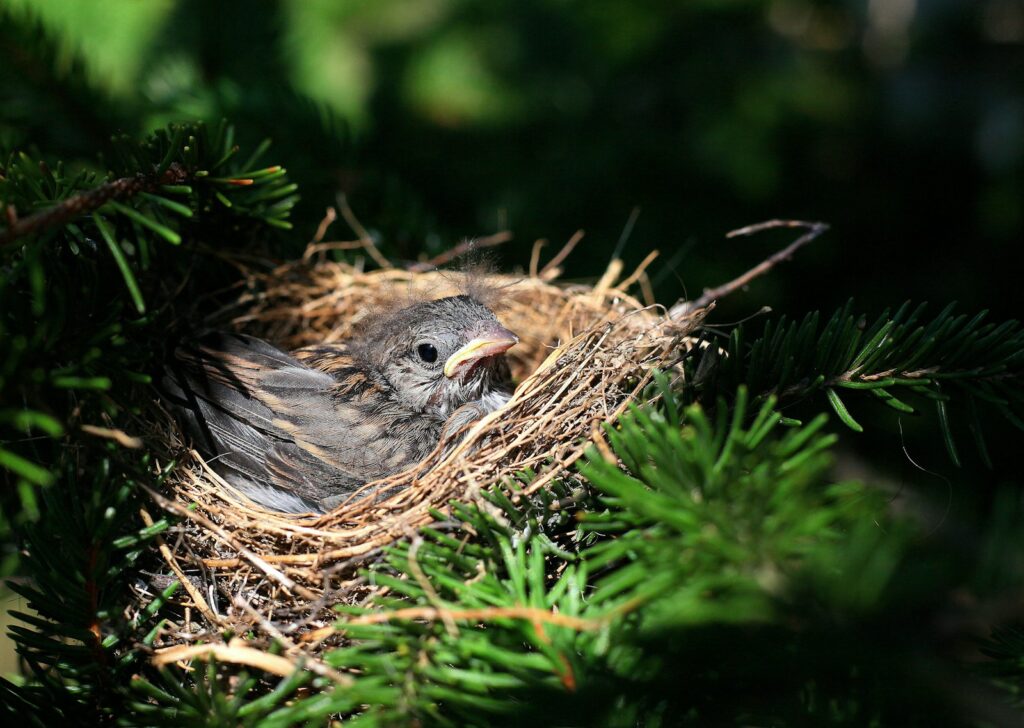 A Dark-eyed Junco chick sits nestled in its nest.