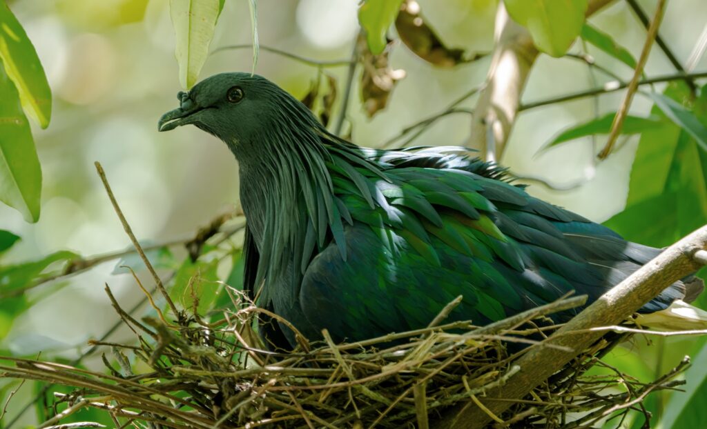 A Nicobar pigeon sits in its nest, surrounded by lush green foliage.