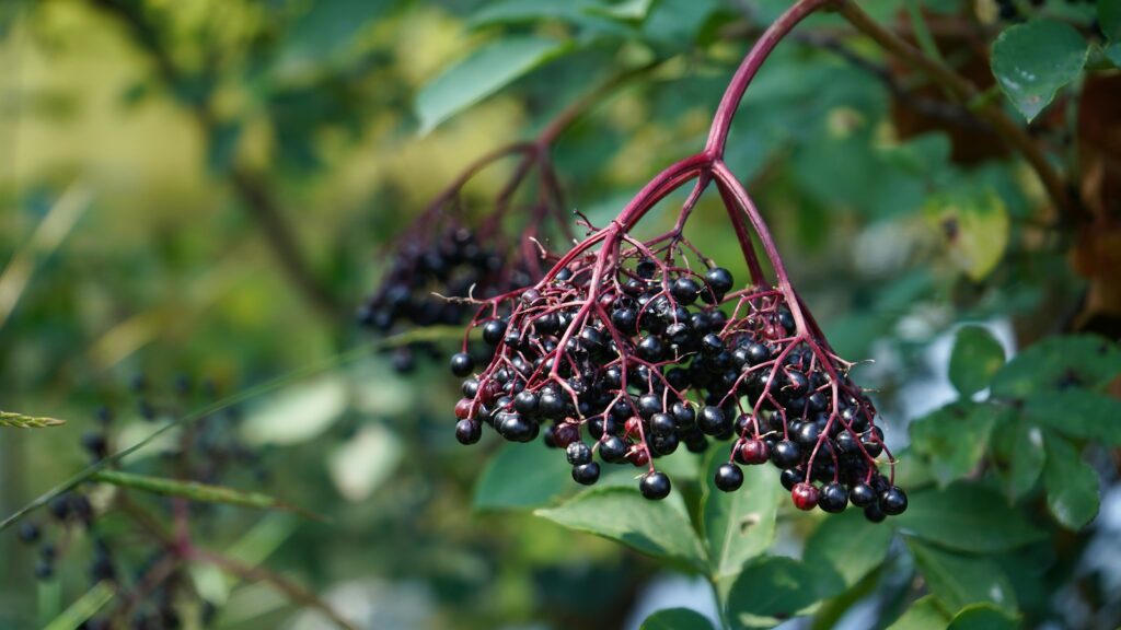 Ripe elderberry berries clustered on a branch